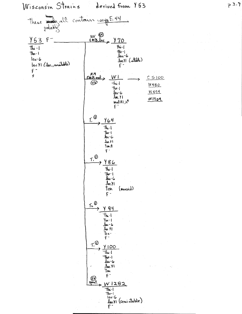 W16 Wisconsin Y53 lineage p3.7